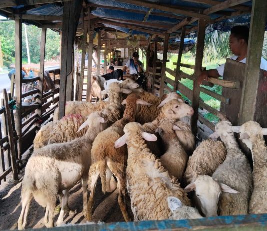 Jelang Idul Adha 2026, Penjualan Kambing di Sergai Menurun Drastis Meski Harga Naik