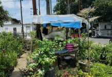 Pedagang Bibit Bunga dan Buah di Percut Sei Tuan Alami Penurunan Omset